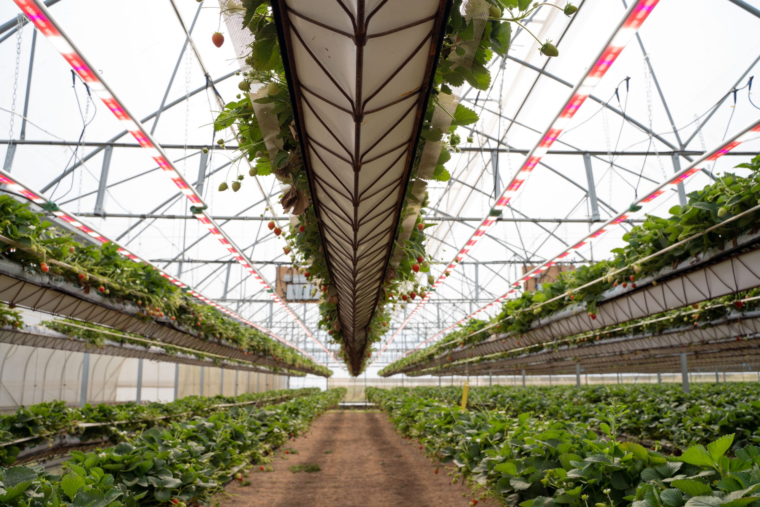 Light Science Technologies to share CEA expertise at Indoor AgTech Innovation Summit